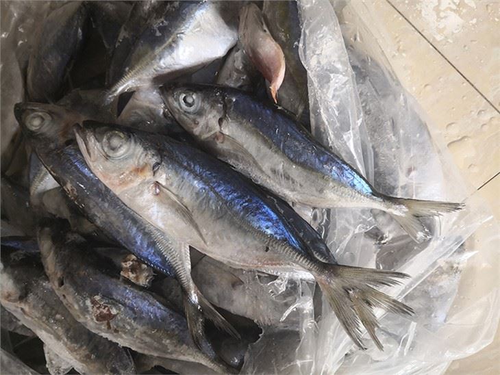 Frozen Big Eye Scad Fish