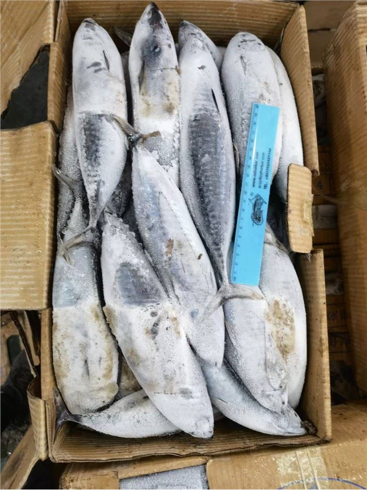 Frozen Bonito Fish 300/500