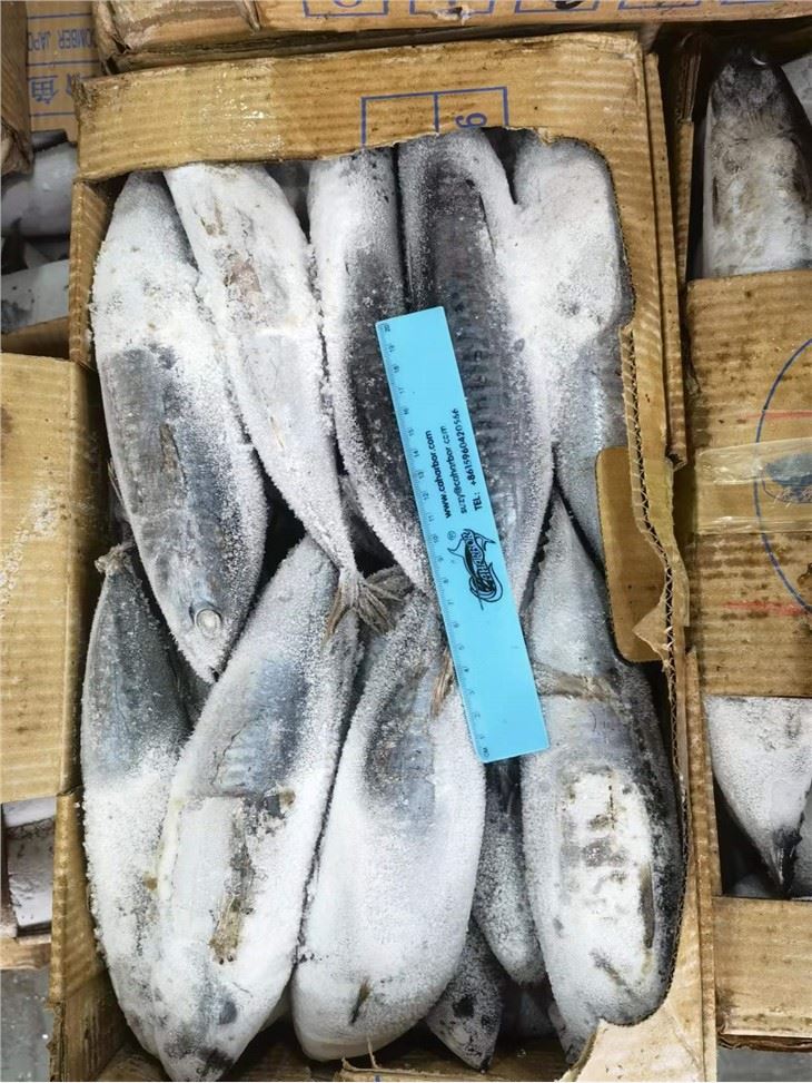 Frozen Bonito Fish 300/500