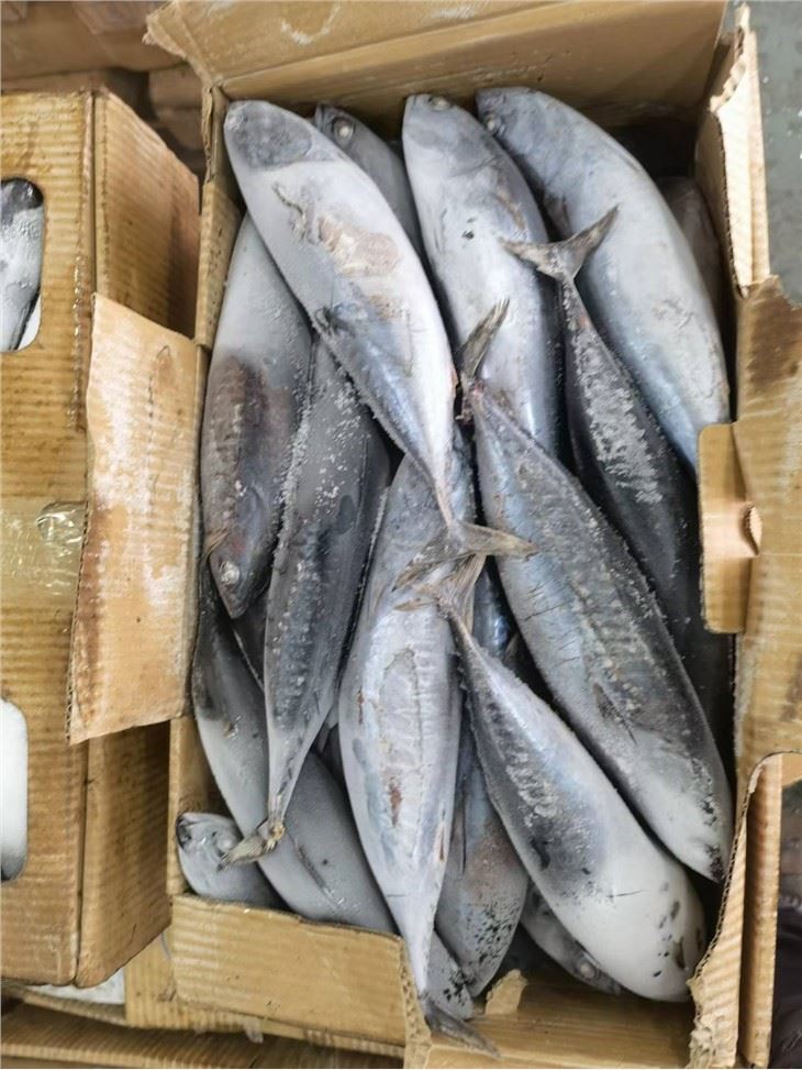 Frozen Bullet Tuna Auxis Rochei