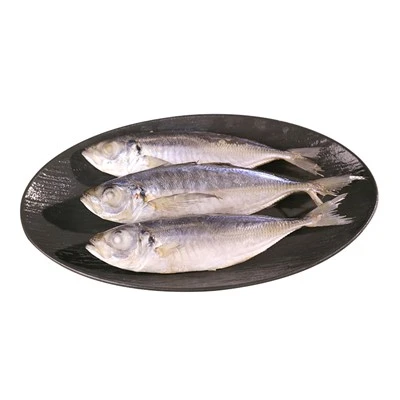 কাস্টমাইজড আটলান্টিক ঘোড়া ম্যাকেরেল