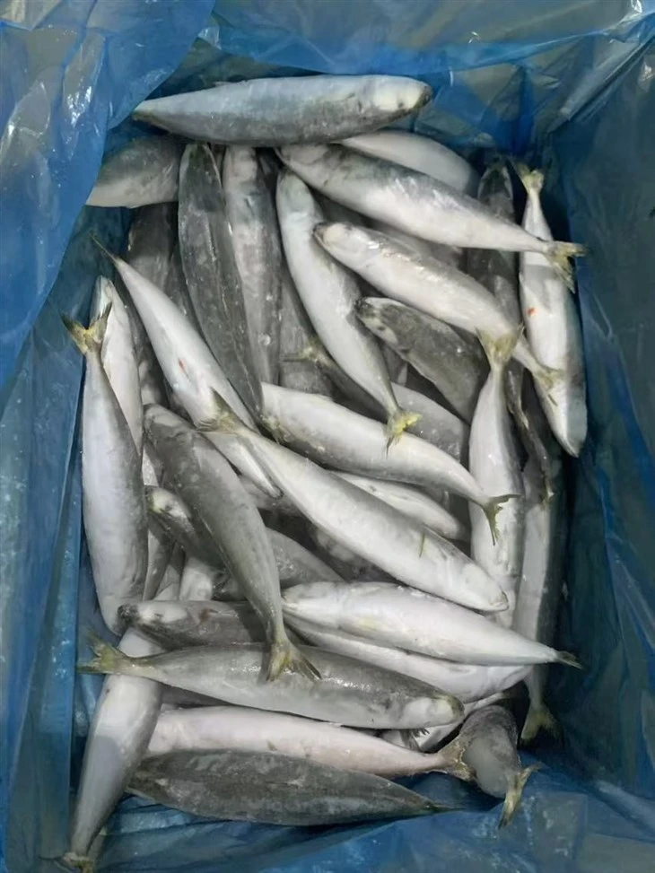Frozen Shortfin Scad