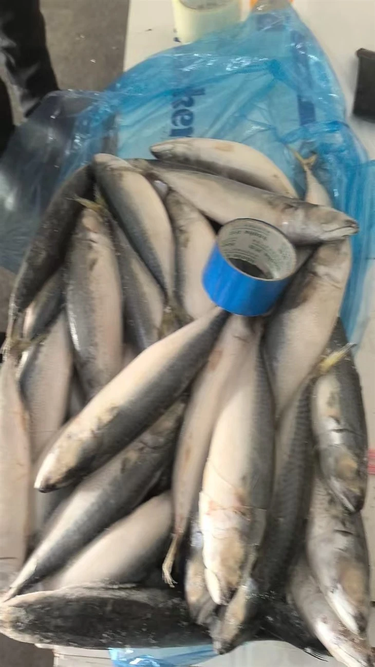 Land Frozen And Sea Frozen For Pacific Mackerel